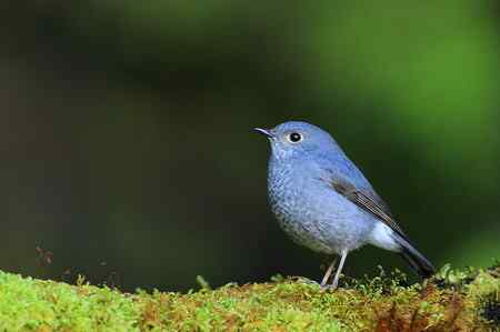 台湾 紅尾水鴝 台湾 紅尾水鴝