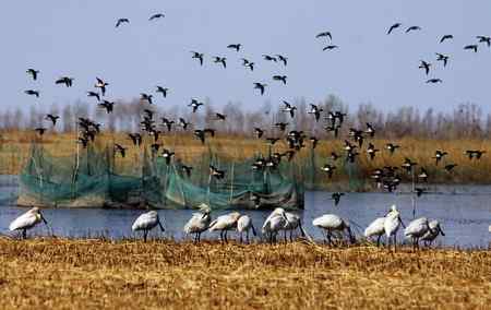 琵琶鹭及侯鸟已飞回向海