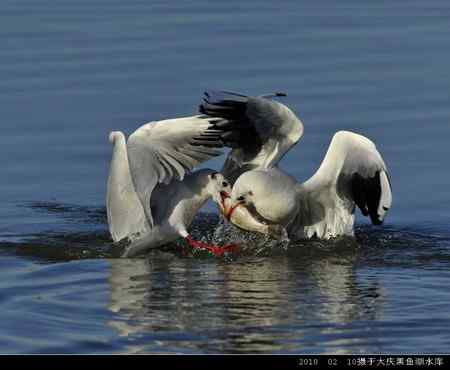 天福野鸟摄影 回放 天福野鸟摄影 回放