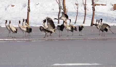 埝湖拍黑颈鹤系列