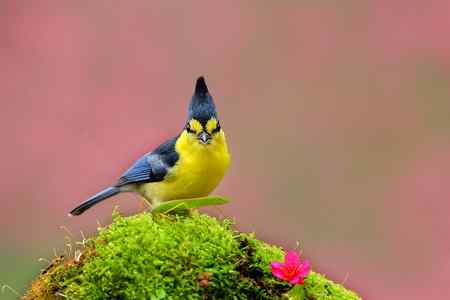 黃山雀賀新禧 台湾特有鸟类