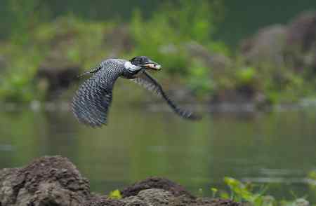 崖沙燕和冠鱼狗 崖沙燕和冠鱼狗