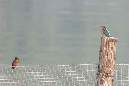 记录大明湖的翠鸟