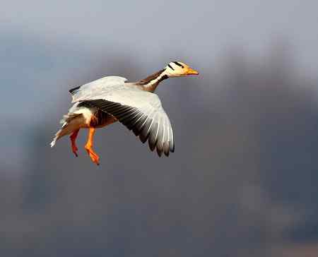 草海斑头雁魅力高清晰组图