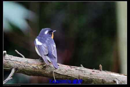 白腹姬翁.黄眉姬翁.鸲姬翁