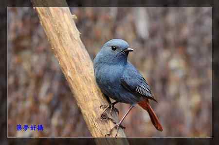 鉛色水鶇 (紅尾水鴝) 鉛色水鶇 (紅尾水鴝)