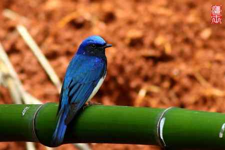 白腹和黄眉姬翁