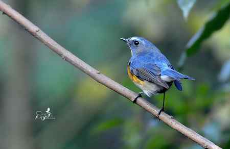 春天杭州的一组林鸟