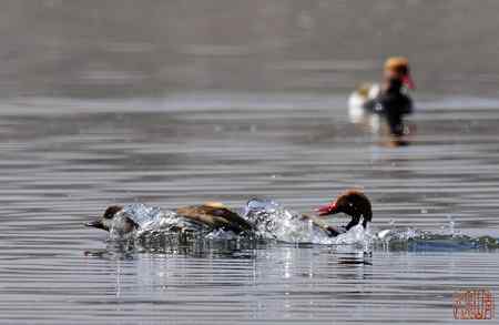 浑河初开丽鸭来：赤嘴潜鸭