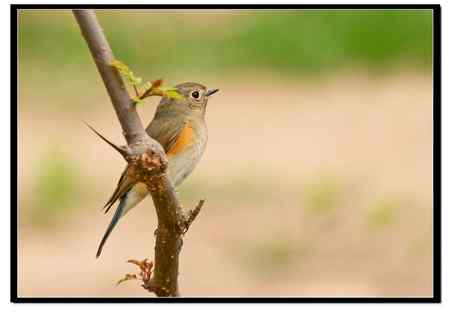 今天在家门囗打的小鸟