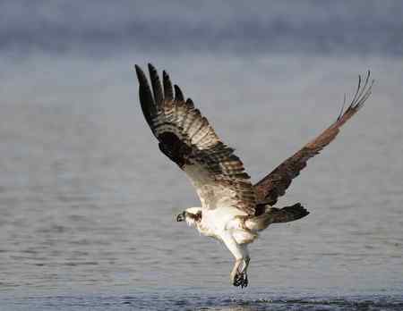 鱼鹰小集（Osprey）