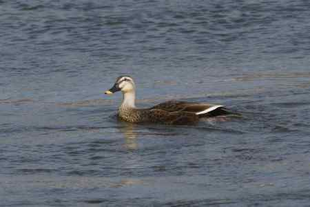 又见到一种不认识的野鸭：如何分辨雌雄性别【斑嘴鸭】