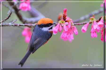 阿里山上的紅頭山雀