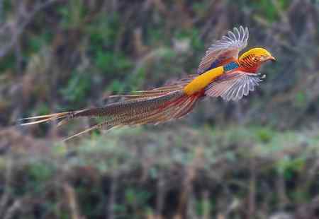 阳春三月下洋洲