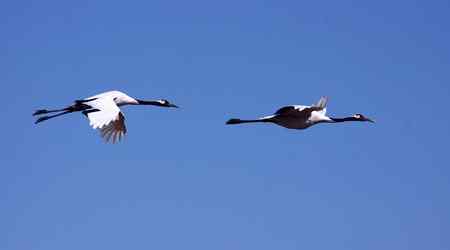 一只野生鹤和一只人工饲养鹤已成一对。