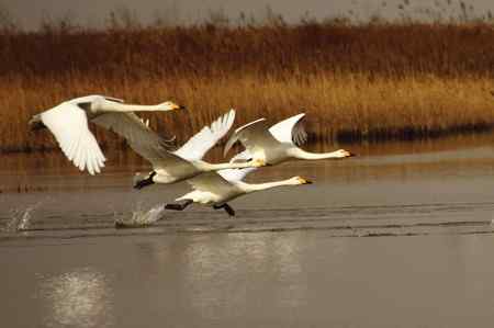 河口飞燕滩油田的天鹅