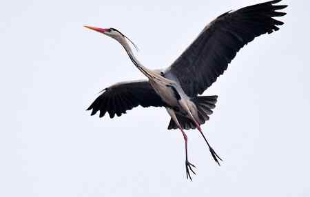 似大鹏展翅（苍鹭）