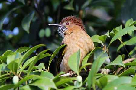 绿翅短脚鹎吃果