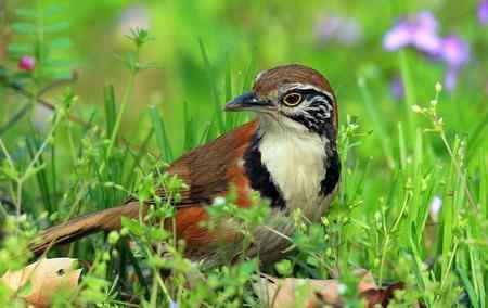 黑领噪鹛与樱花