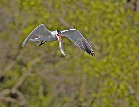 美国洛杉矶的燕鸥