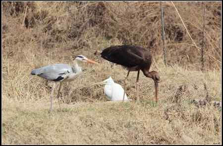 陕西观鸟会铜川观鸟，拍鸟印象