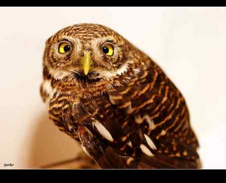 上海市民救助受伤的小鸺（斑头鸺鹠）