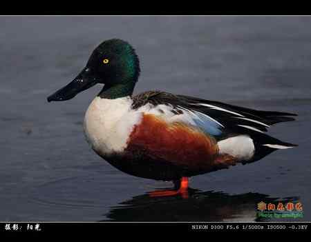 琵嘴鸭高清晰组图