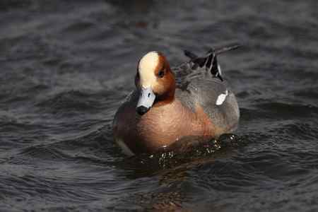 逮着近的赤颈鸭 逮着近的赤颈鸭
