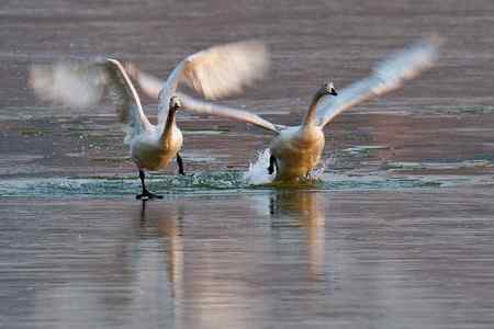 三门峡黄河湿地天鹅大联展