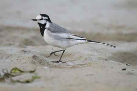 原画幅的白鹡鸰