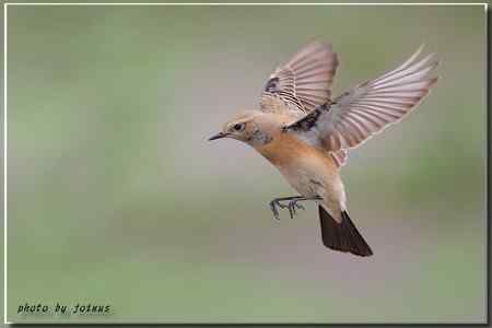 漠即鳥 台湾迷鸟