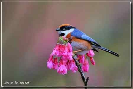 阿里山上的紅頭山雀