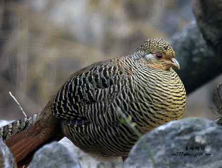 下午5点以后去找“鸡”