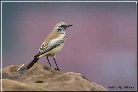 漠即鳥 台湾迷鸟