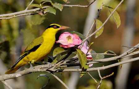 云南的百花岭是鸟的天堂