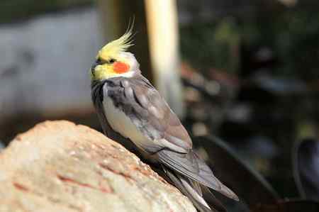 海南热带飞禽世界鹦鹉照片30片