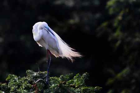 拍不够的象山鹭