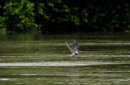 崖沙燕和冠鱼狗 崖沙燕和冠鱼狗