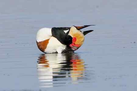 翘鼻麻鸭的故事