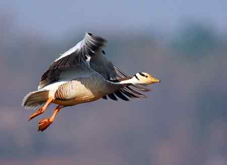 草海斑头雁魅力高清晰组图
