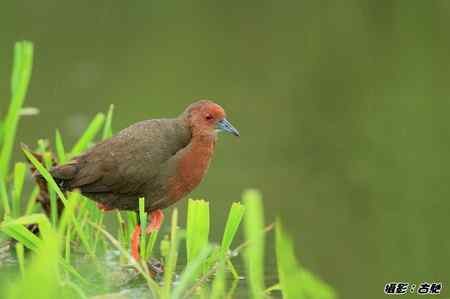 緋秧雞與秧雞