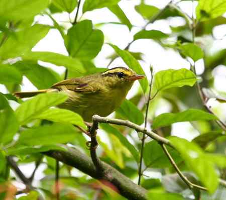 再问是何种柳莺