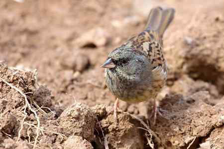 自留地里的菜鸟！