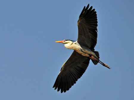 蓝天下的苍鹭雄姿