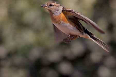 燕雀——跳跃版！