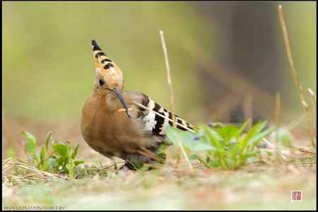 今天的戴胜（基本原画幅）