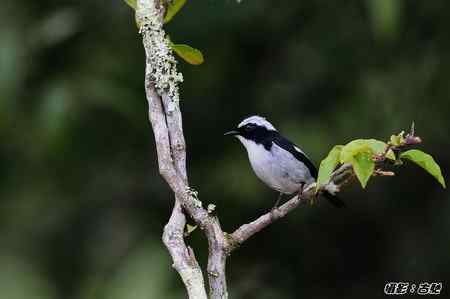 西馬观鸟行 西馬观鸟行