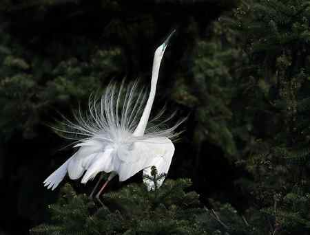 花为谁开   南昌象山大白鹭