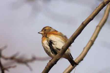 也发点望远镜摄影的片子