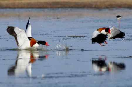 翘鼻麻鸭的故事